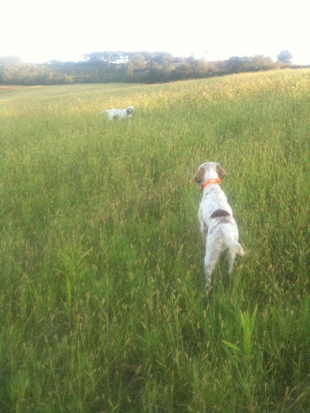 photos des chiens