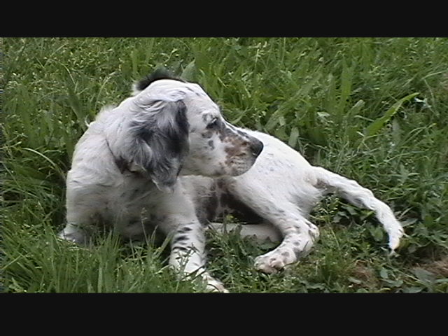 Les chiots à deux mois et demi